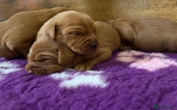 Labradoodle dogs for sale: Fully Health Tested Labradoodles F1B Deep Fox Red  - Advert 4