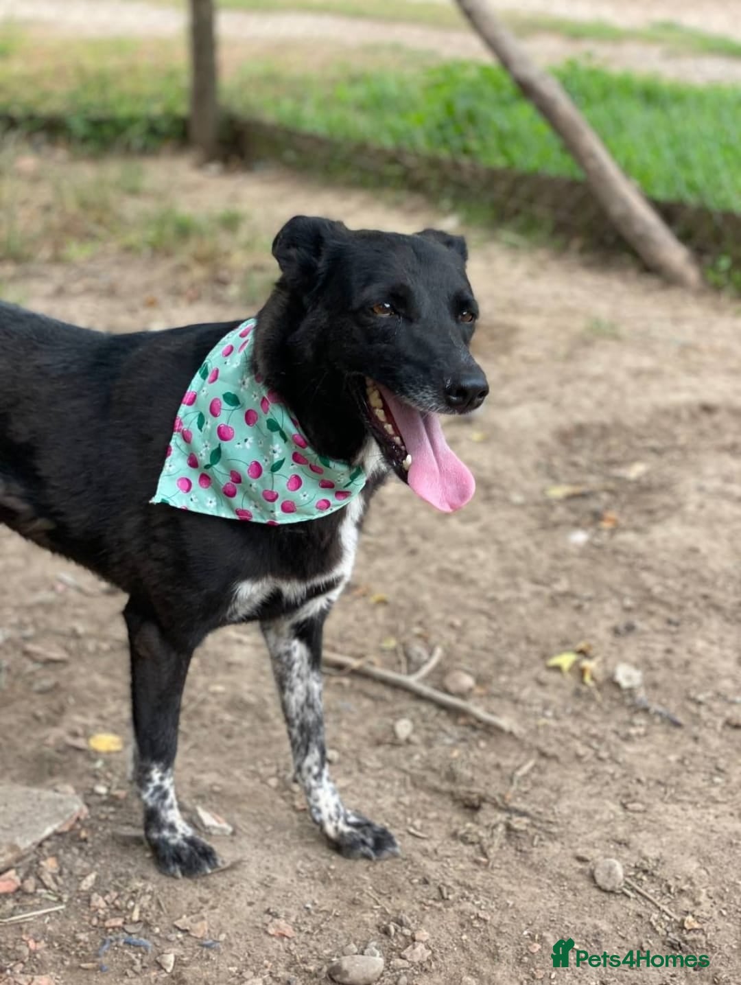 Mixed Breed dogs for adoption: 💖🐶 CARMEN 🐶💖 - Image 11
