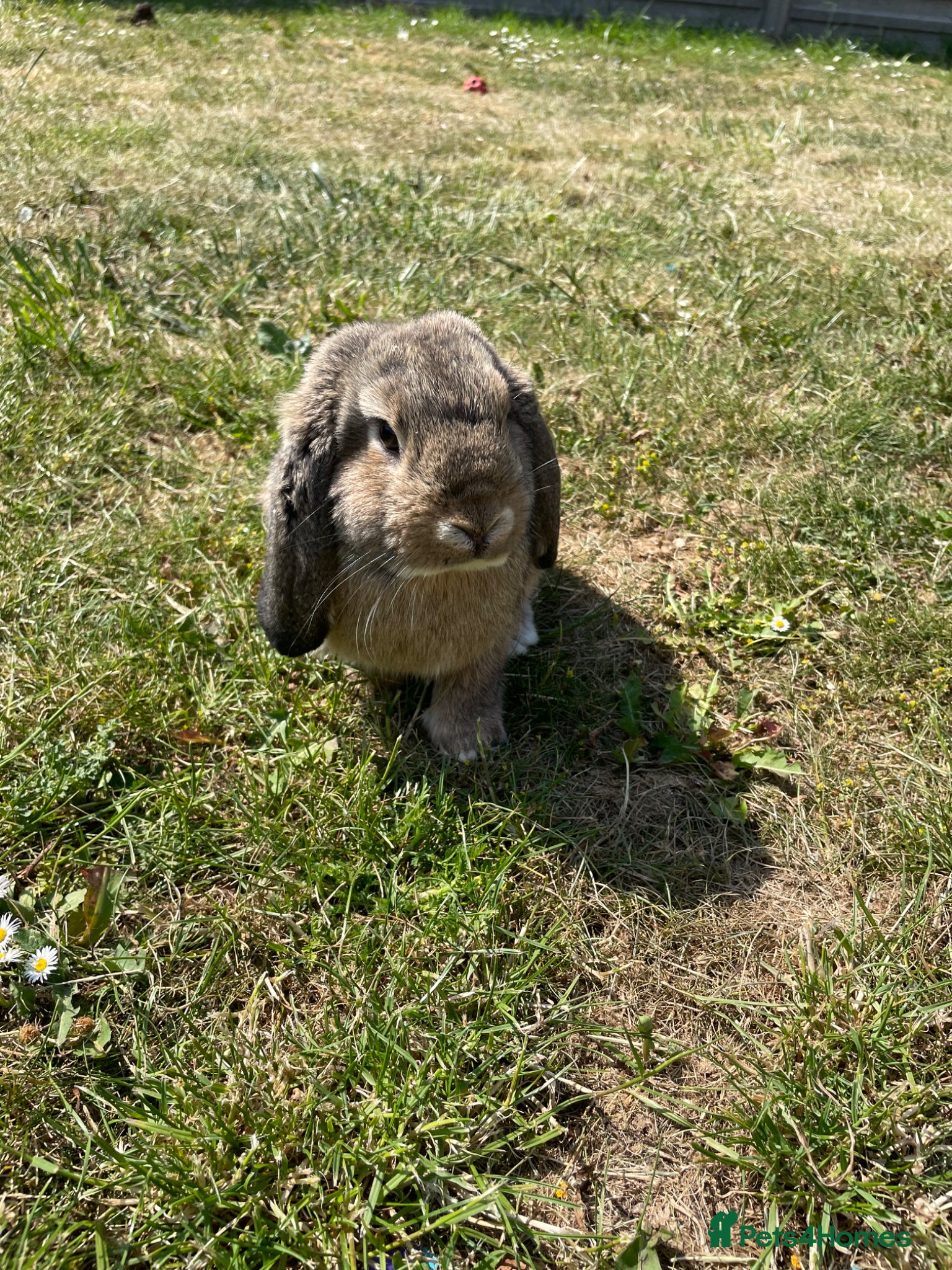 Mini Lop rabbits Agouti rabbit buck  - Advert 10