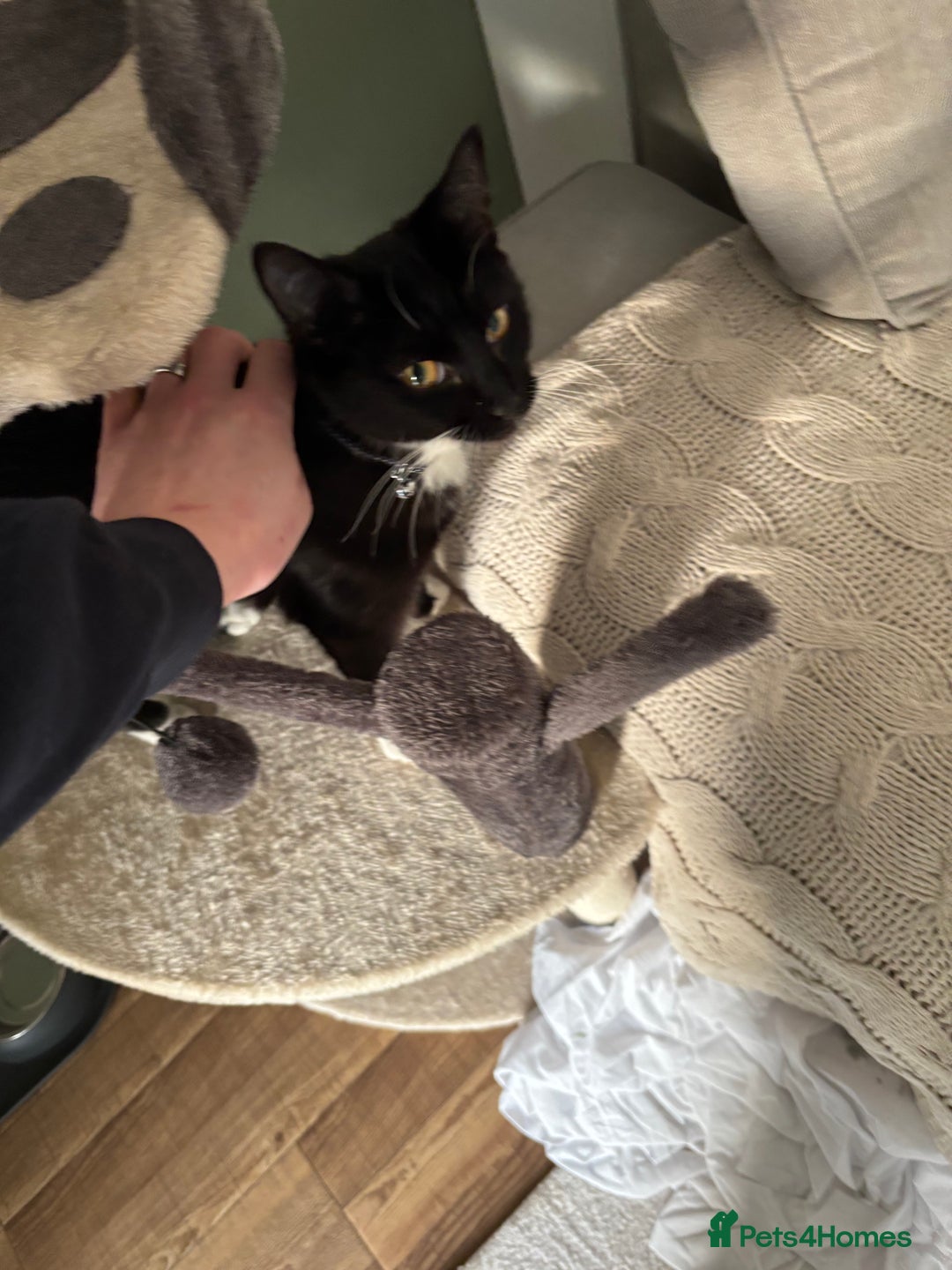 Mixed Breed cats for sale: Willow - Image 8
