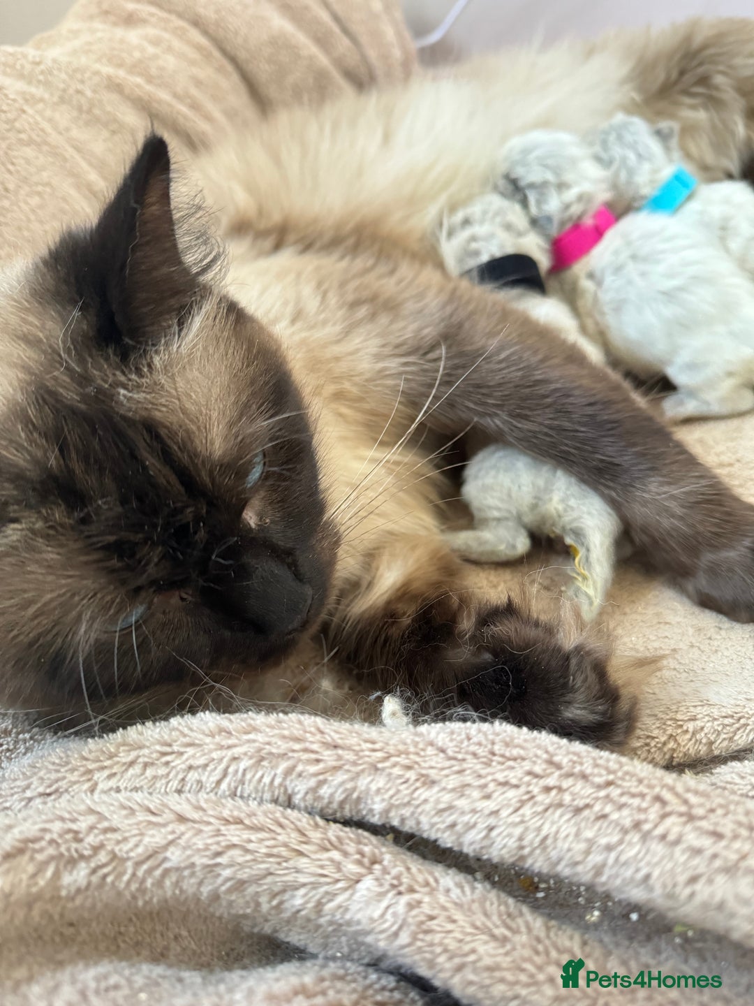 Ragdoll cats for sale: Seal point ragdoll kittens 3 boys and 2 girls  - Image 17