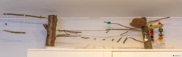 Budgerigars birds for sale: Budgies - Bobbie & Mango in Westbury - Advert 13