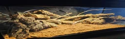 Gecko reptiles for sale: 2 female viper geckos + full setup in London - Advert 9