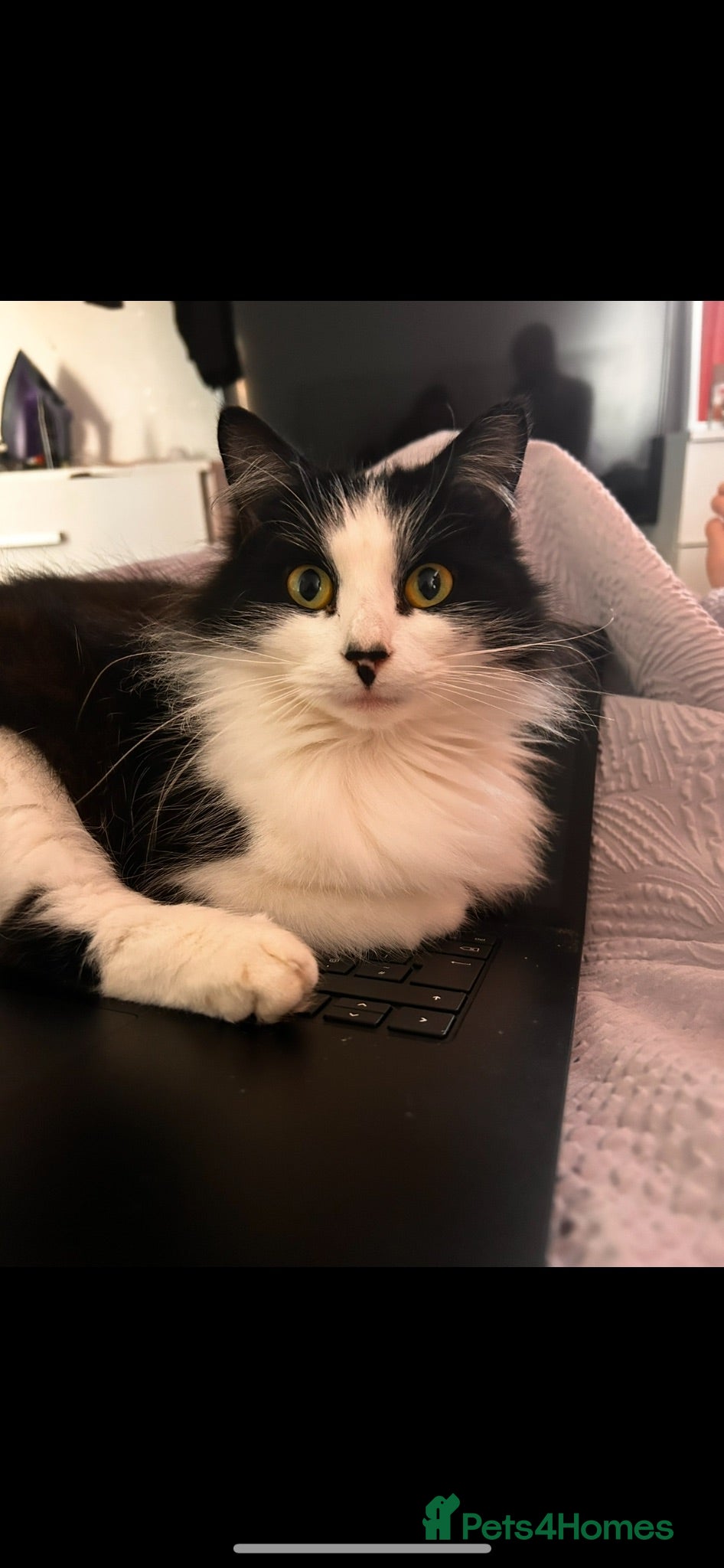 Mixed Breed cats Rehoming our two girls  - Advert 1