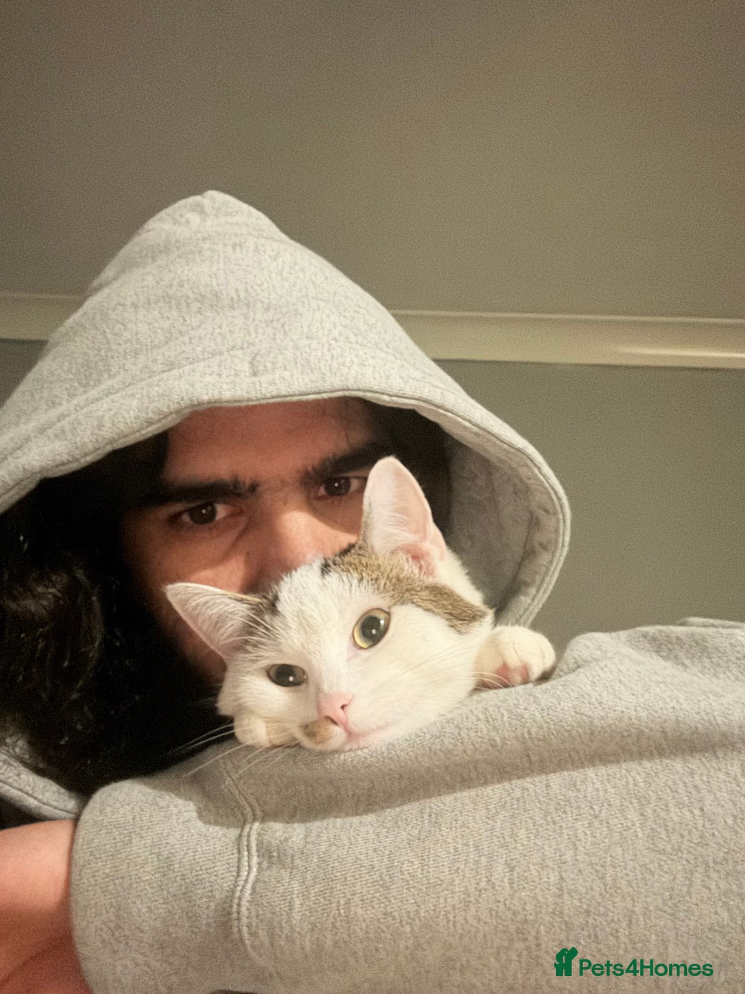 Mixed Breed cats for sale: Kittens for sale - Advert 14