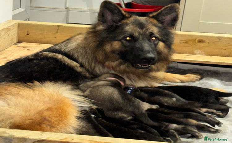 German Shepherd dogs - Advert 1