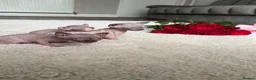 Sphynx cats for sale: Canadian Elf Sphynx  - Advert 34