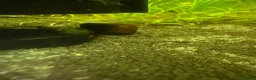 Mixed Breed invertebrates for sale: 120l tank cabinet and 8 shrimp  in Newtown - Advert 5