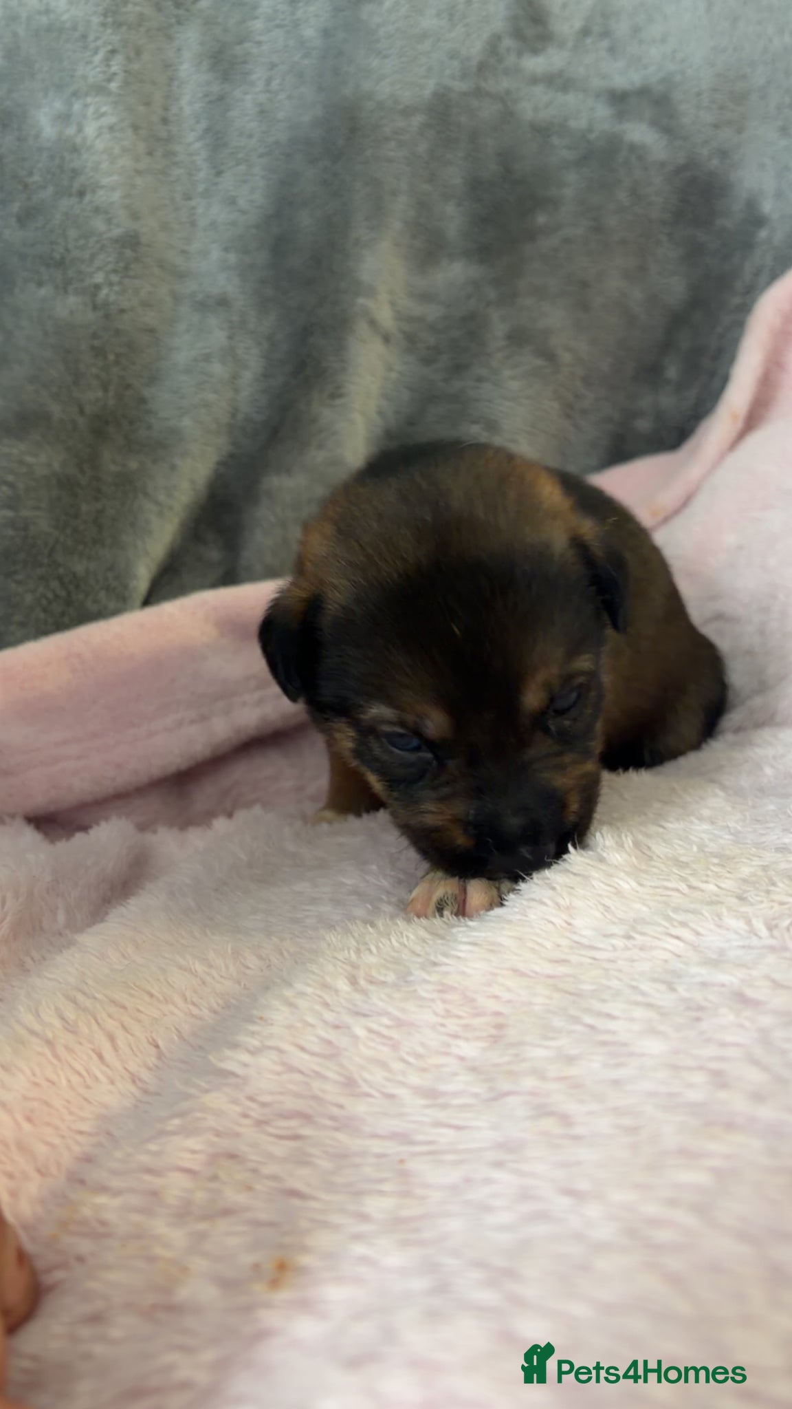 Mixed Breed dogs for sale: Belgian Mali x German shepherd  - Advert 26