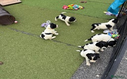 English Springer Spaniel dogs for sale: Kc reg  dna tested springer spaniels  - Image 18
