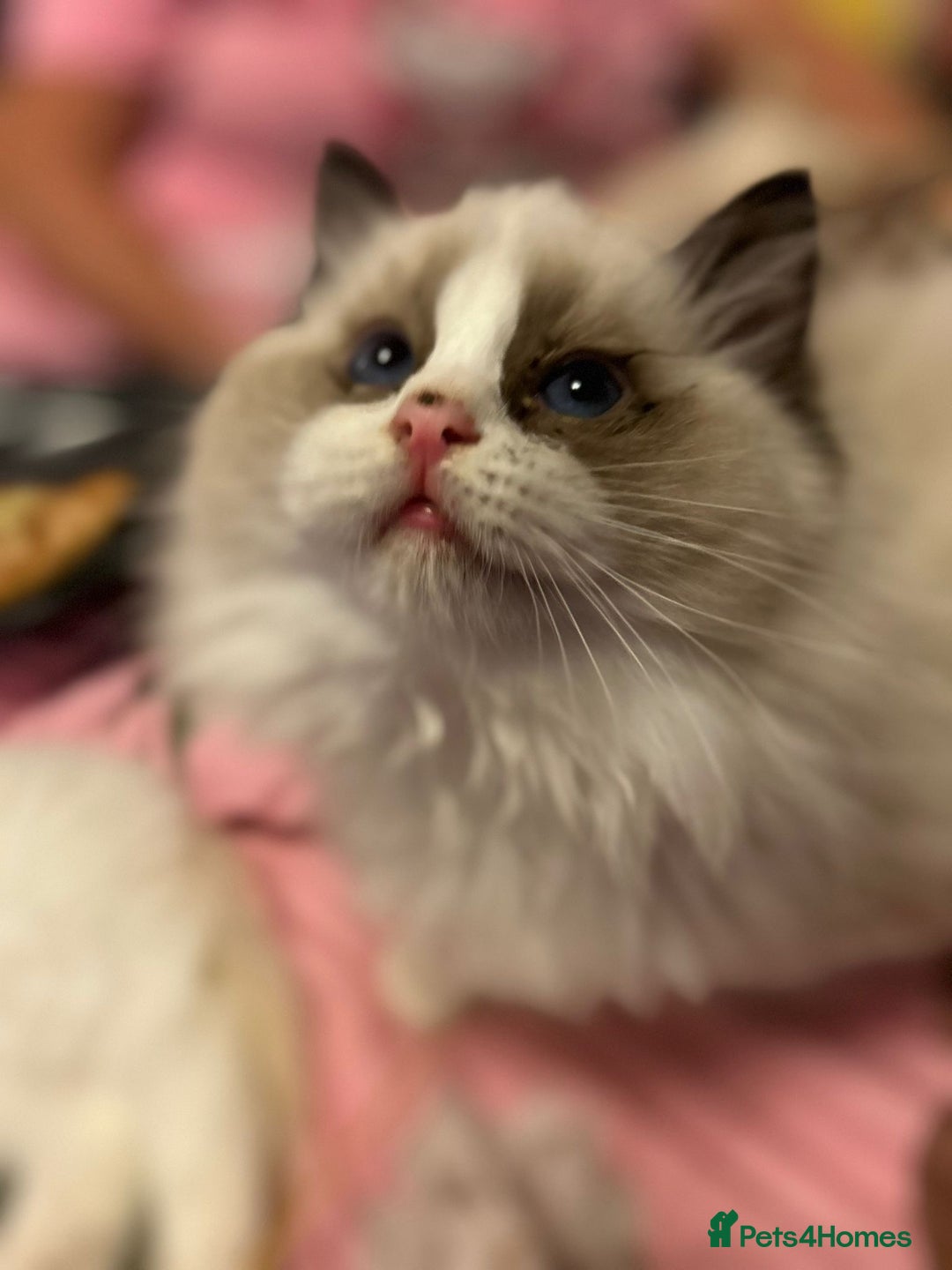 Ragdoll cats for sale: Stunning GCCF/TICA Purebred Reg Ragdoll Kittens - Advert 22