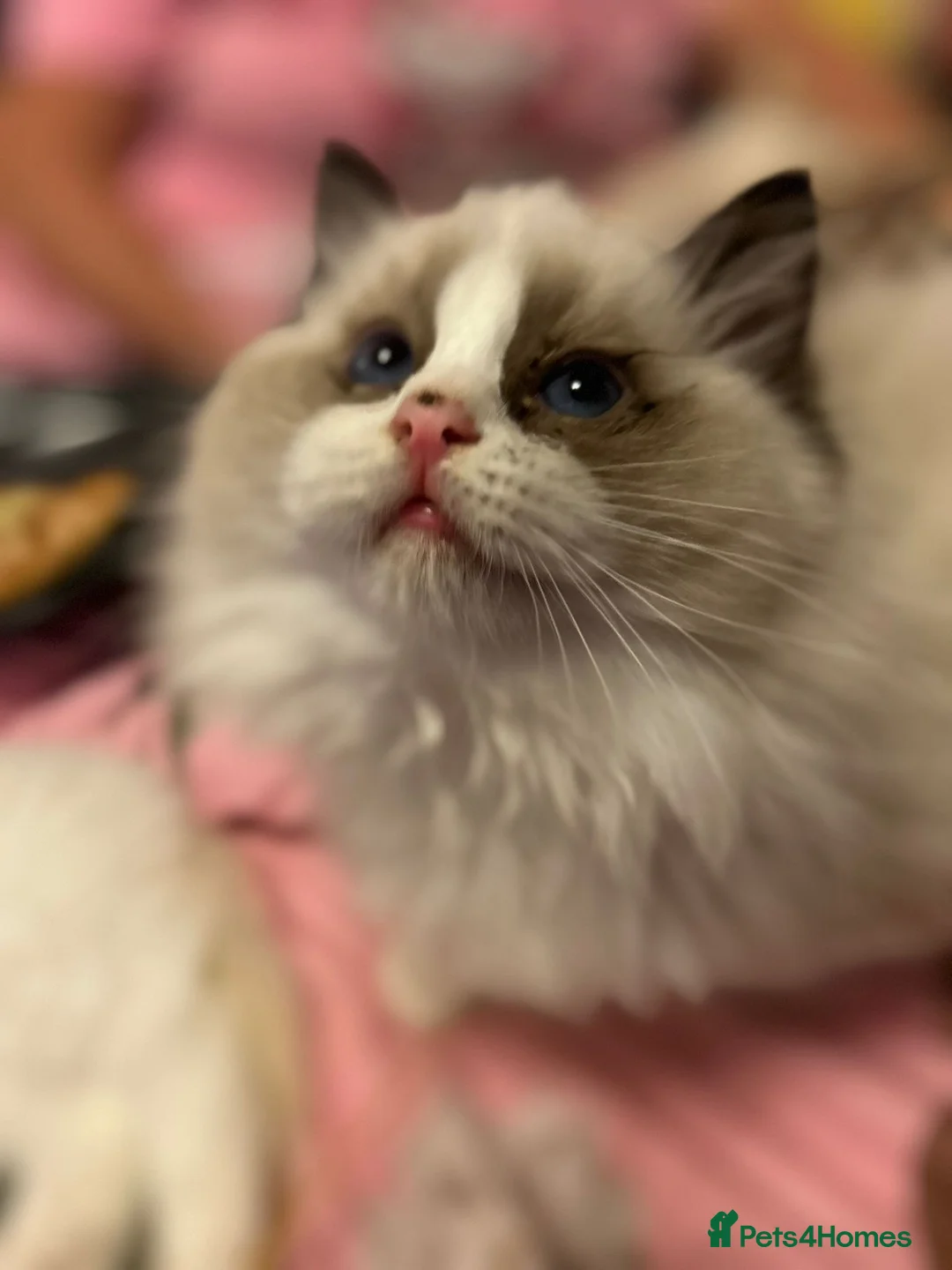 Ragdoll cats for sale: Ready Now  GCCF/TICA Purebred Reg Ragdoll Kittens - Advert 16