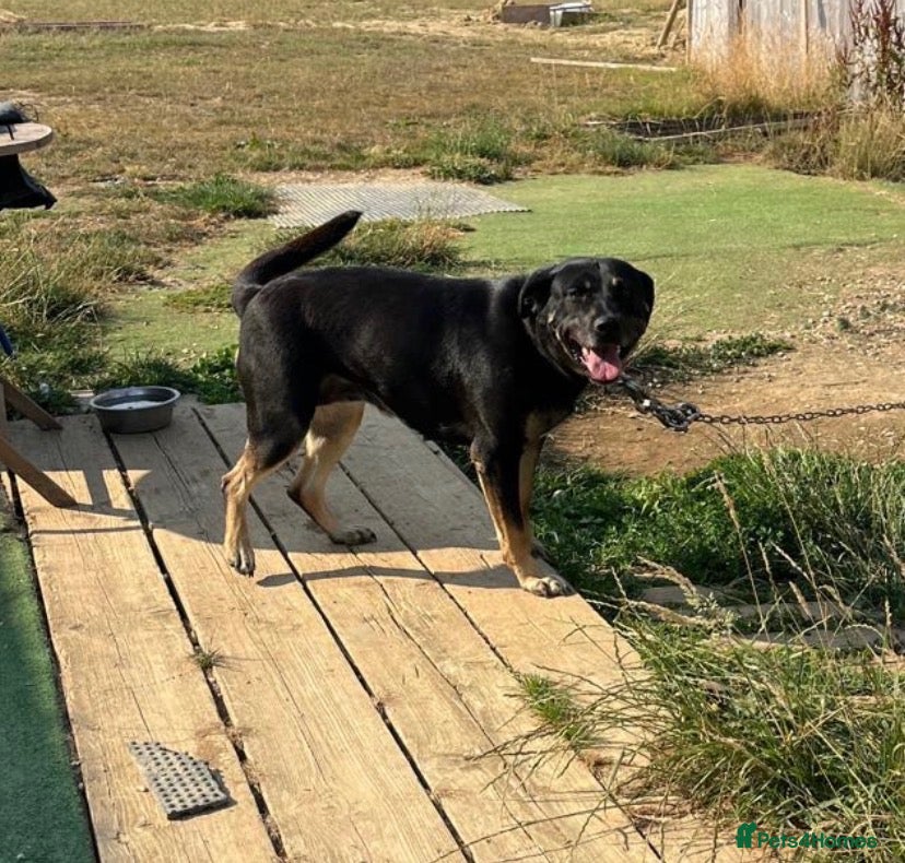 Mixed Breed dogs 2.5 year old female rottie/shepherd  - Advert 1