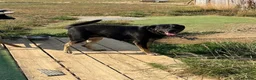 Mixed Breed dogs for sale: 2.5 year old female rottie/shepherd  in Crawley - Advert 1