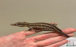 Gecko reptiles for sale: Gargoyle Geckos  - Image 8