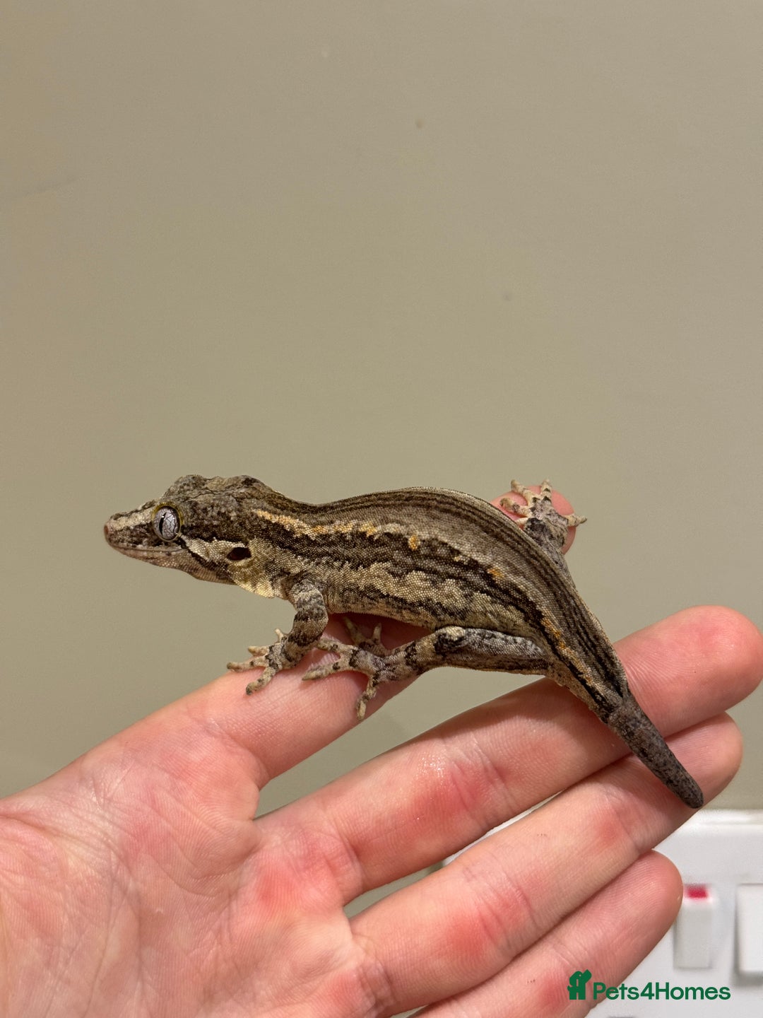 Gecko reptiles for sale: Gargoyle Geckos  - Image 8