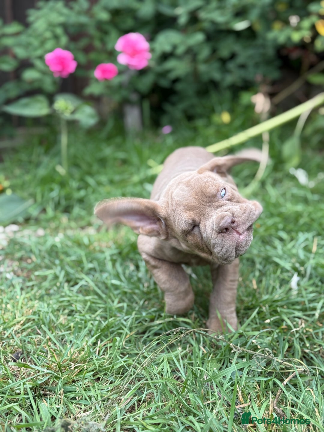 Mixed Breed dogs for sale: Beautiful lilac cane Corso x bulldog pups  - Image 35