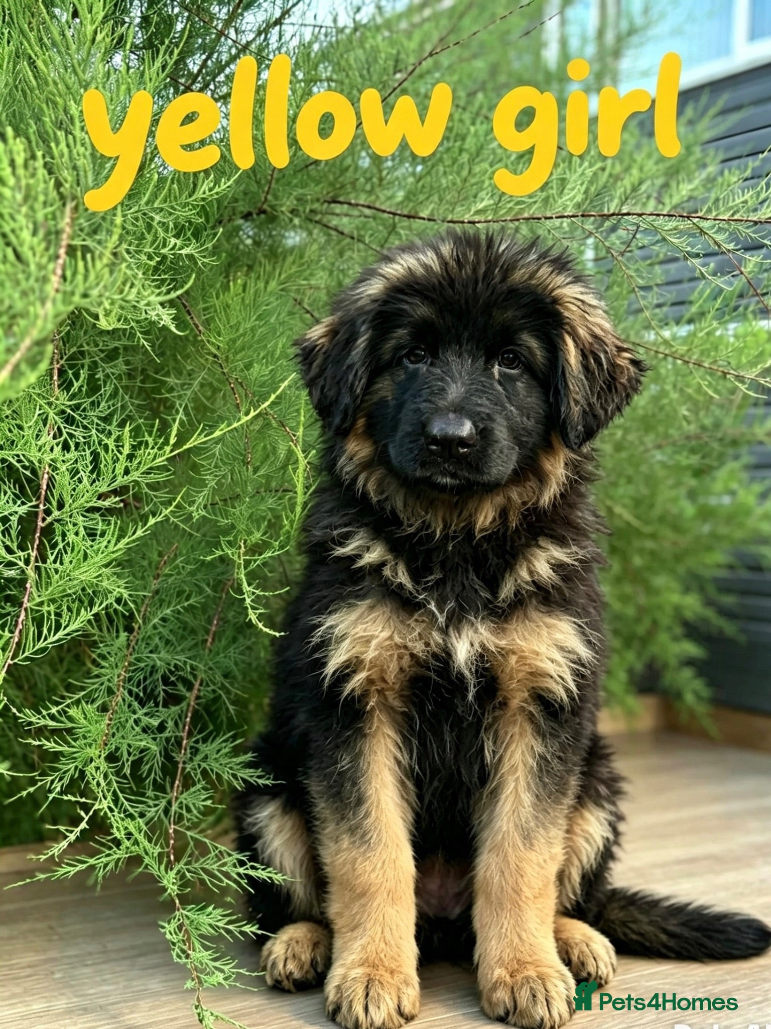 German Shepherd dogs Chunky Fluffy Long-Haired German Shepherd Puppies - Advert 6
