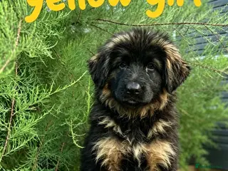 German Shepherd dogs Chunky Fluffy Long-Haired German Shepherd Puppies - Advert 6
