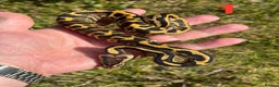 Python Snake reptiles for sale: 2025 Ball Python / Royal Python Hatchlings - Advert 2