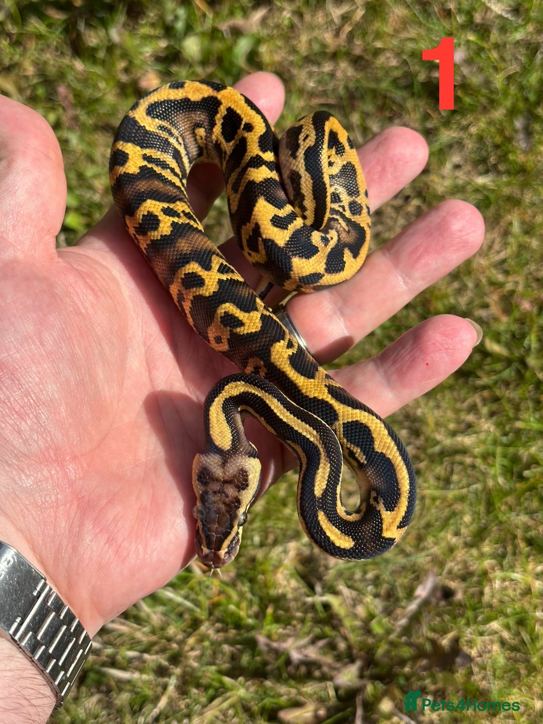 Python Snake reptiles for sale: Ball Python / Royal Python Hatchlings and Adults - Image 2