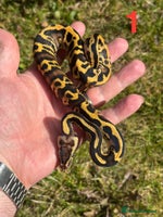 Python Snake reptiles - Advert 4