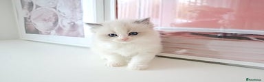 Ragdoll Kitten 4