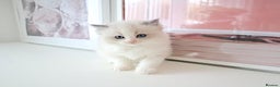 Ragdoll cats for sale: INDOOR FULL PEDIGREE RAGDOLL KITTENS - Advert 33