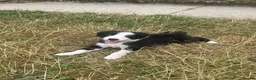 Border Collie dogs for sale: 7 well socialised puppies in Knighton - Advert 5