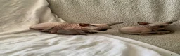 Sphynx cats for sale: 2 boys and 1 female sphynx kittens.  - Advert 7