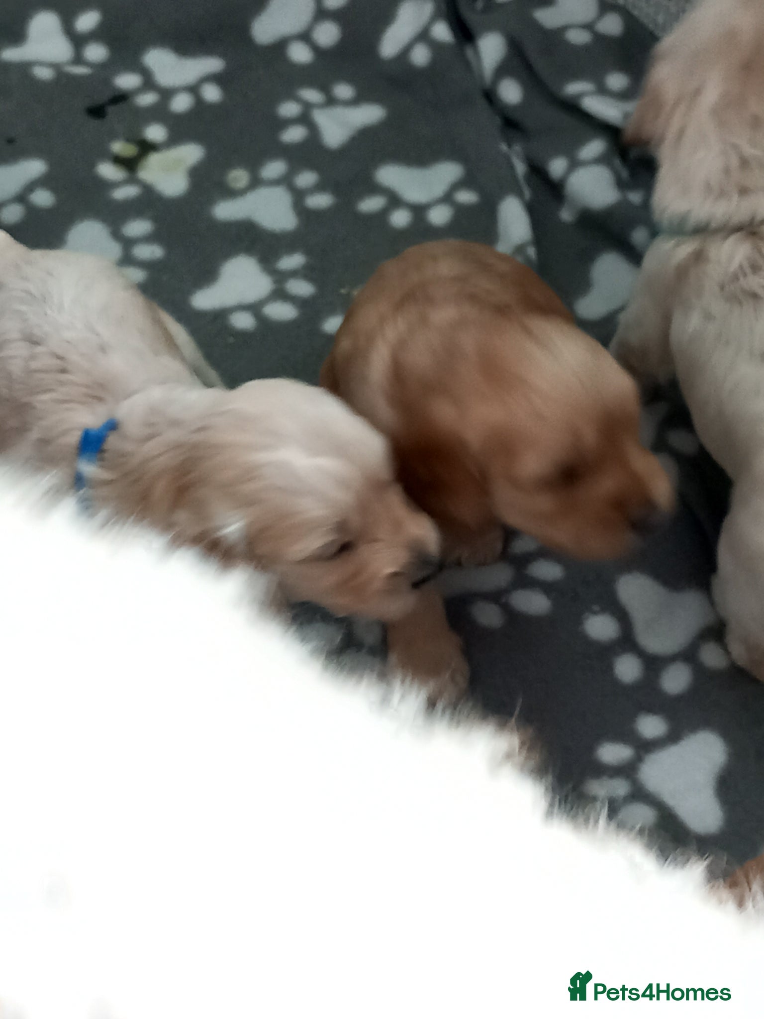 Cockapoo dogs Show class litter of 7 cockerpoo puppies - Advert 2