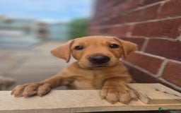 Labrador Retriever dogs for sale: Labrador boys READY NOW FTW Drakeshead Flycatcher  in Blackpool - Image 2