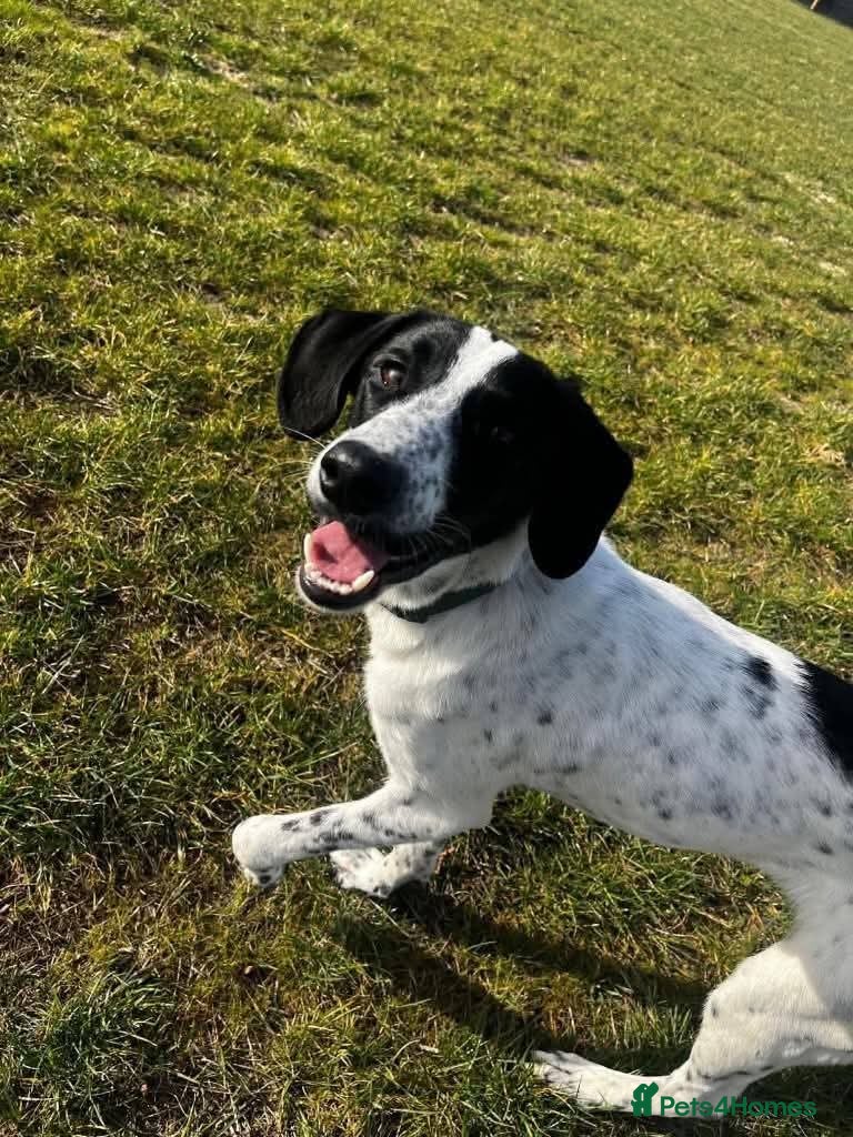 Mixed Breed dogs for adoption: Meet Annabel, currently residing in Cheshire  in Nantwich - Advert 2