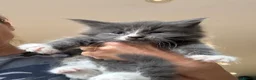 Mixed Breed cats for sale: Stunning maine coon cross kittens ready now - Advert 8