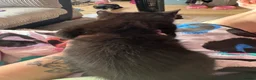 Mixed Breed cats for sale: female short haired kitten  - Advert 4