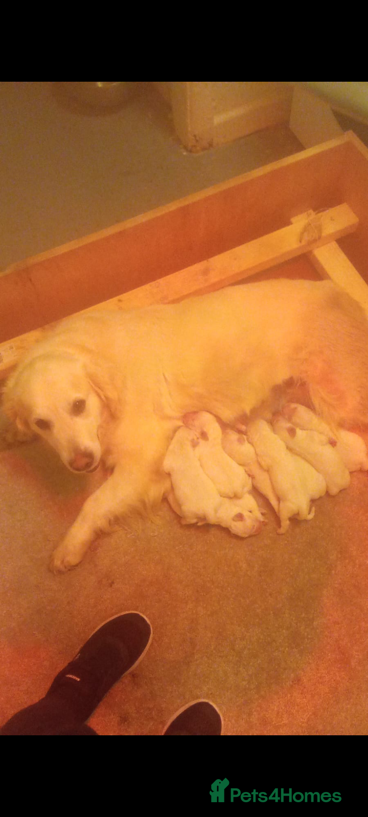 Golden Retriever dogs Golden retriever puppies kc  - Advert 1