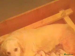 Golden Retriever dogs Golden retriever puppies kc - Advert 1