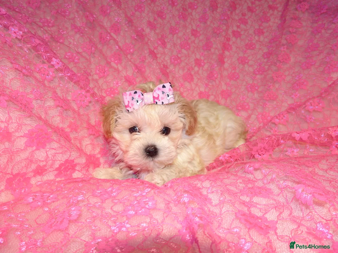 Maltipoo dogs for sale: *Apricot F1 Maltese x Toy Poodle Maltipoo Puppy* - Advert 4