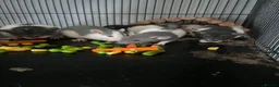Rat rodents for sale: Rat babies in Swansea - Advert 1