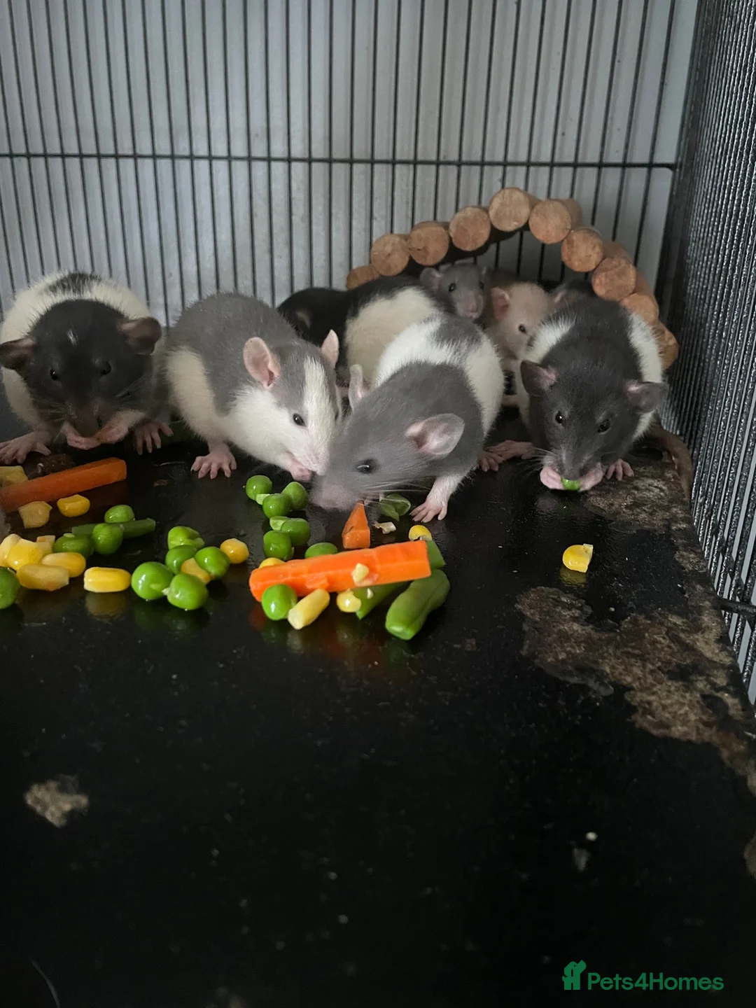Rat rodents for sale: Rat babies in Swansea - Advert 1
