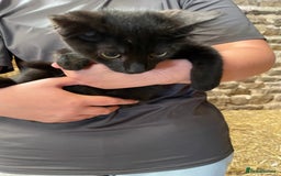 Mixed Breed cats for sale: Black/ black & white kittens Lancaster / Bentham - Image 5