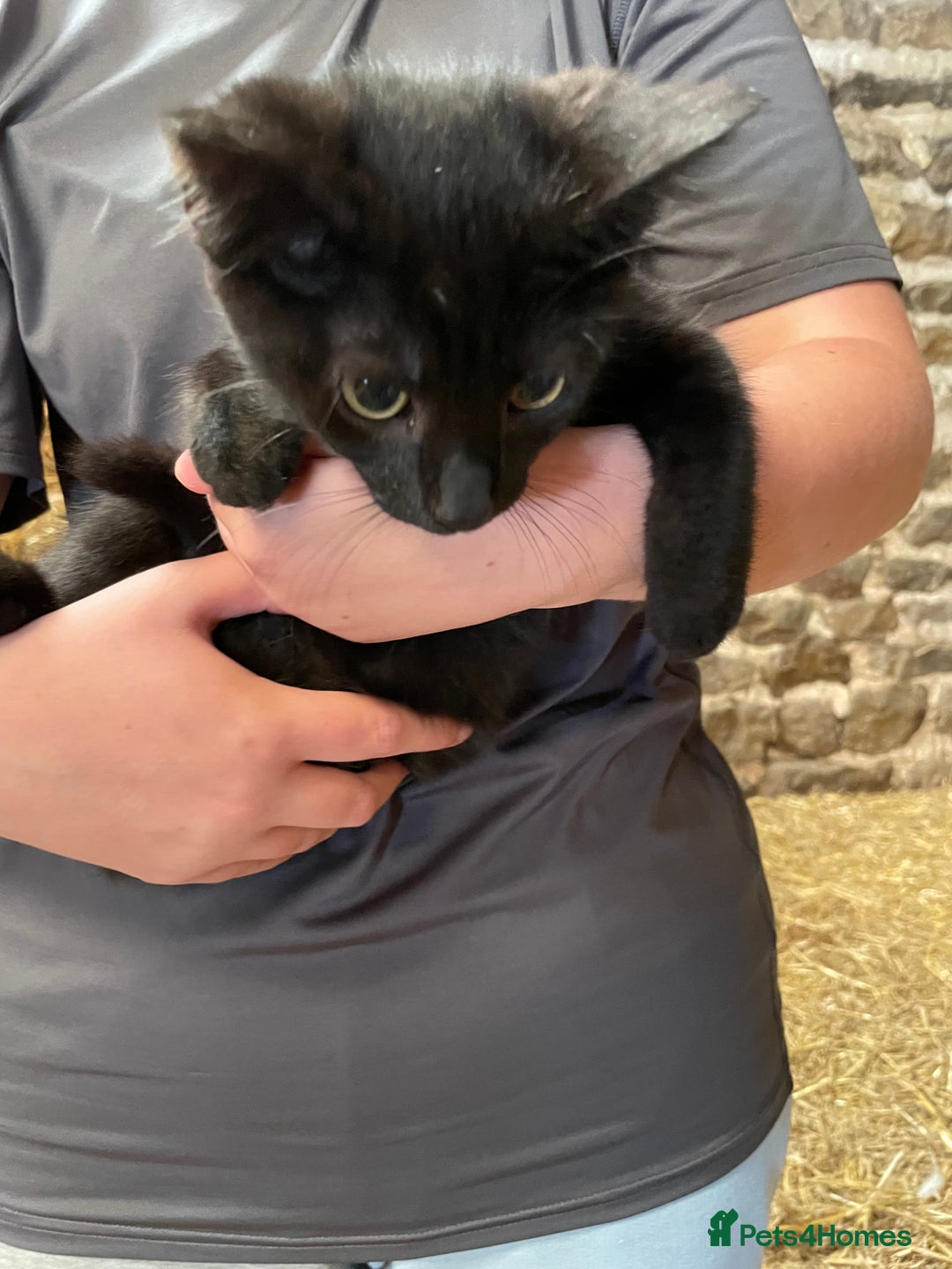 Mixed Breed cats for sale: Black/ black & white kittens Lancaster / Bentham - Image 5