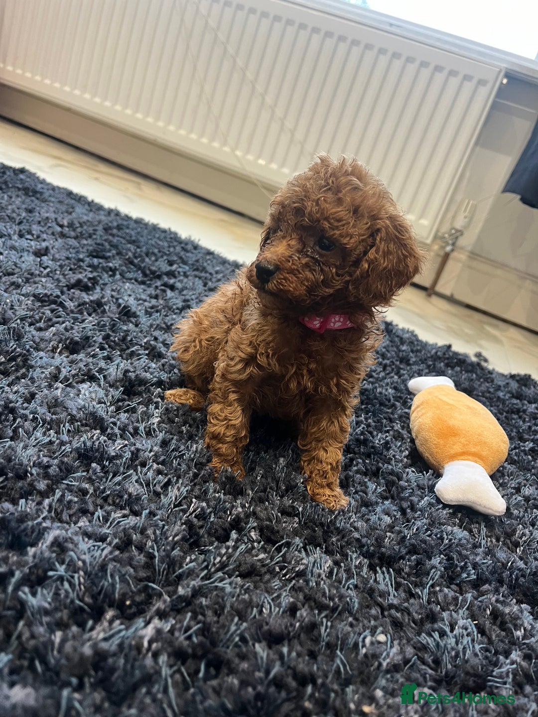 Miniature Poodle dogs for sale: FOX Red Miniature Poodles!!! 400 Health Tests!! - Advert 12