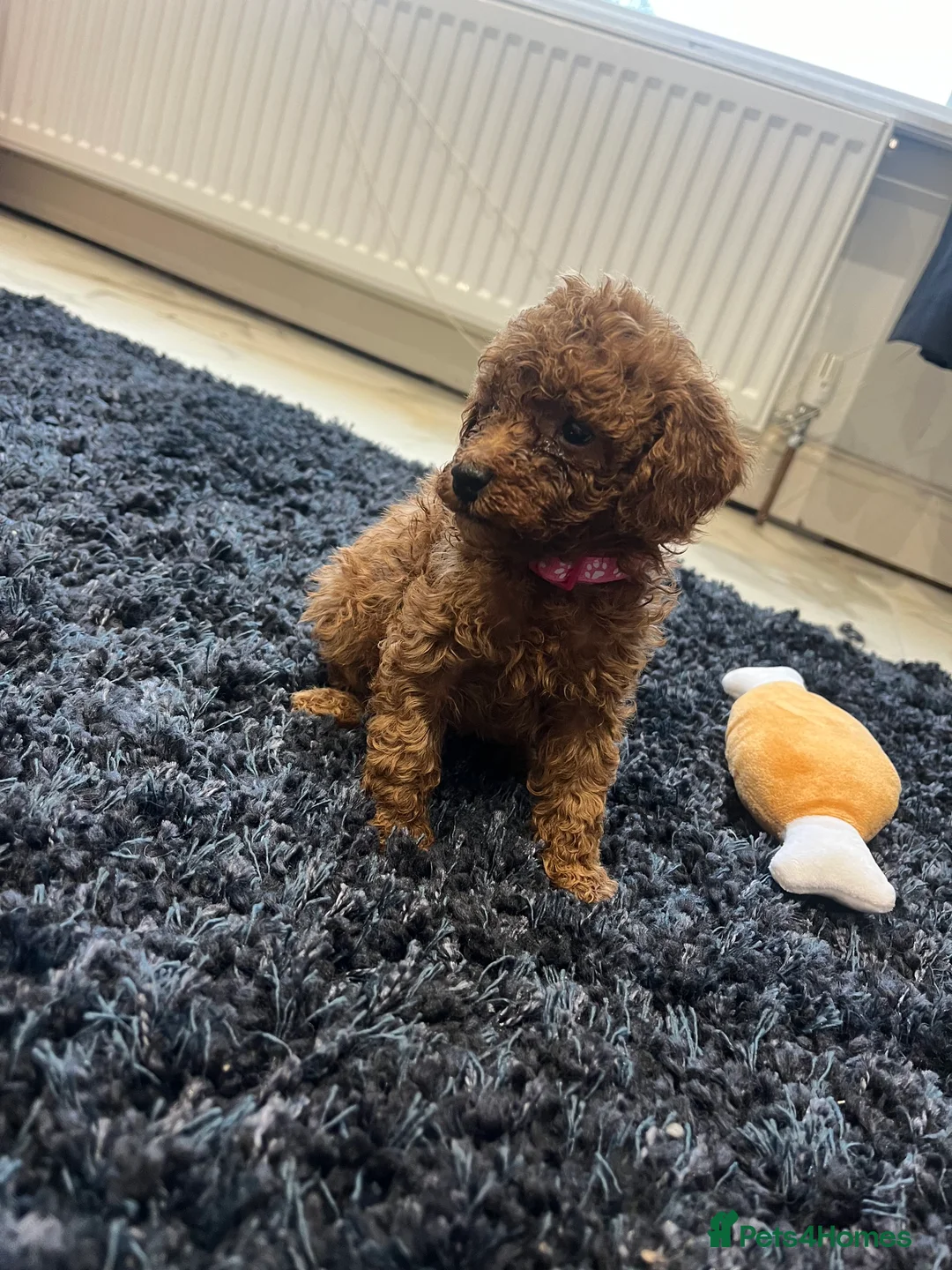 Miniature Poodle dogs for sale: FOX Red Miniature Poodles!!! 400 Health Tests!! - Advert 12