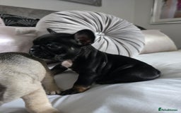 French Bulldog dogs for sale: French bulldog puppies  - Image 10