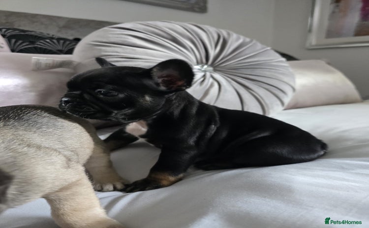 French Bulldog dogs - Advert 12