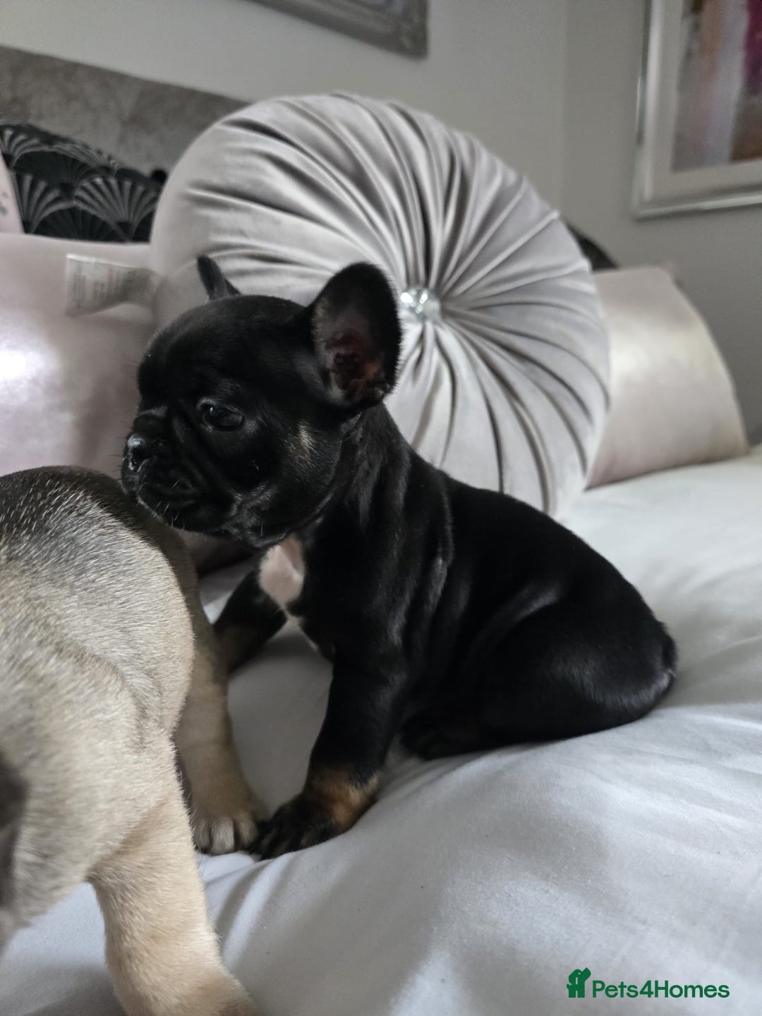 French Bulldog dogs for sale: French bulldog puppies  - Image 10