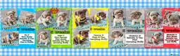 French Bulldog dogs for sale: Quality Puppies from highly health tested Parents - Advert 3