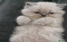 Exotic cats for sale: Colourpoint Exotic Short/Longhairs - Image 6
