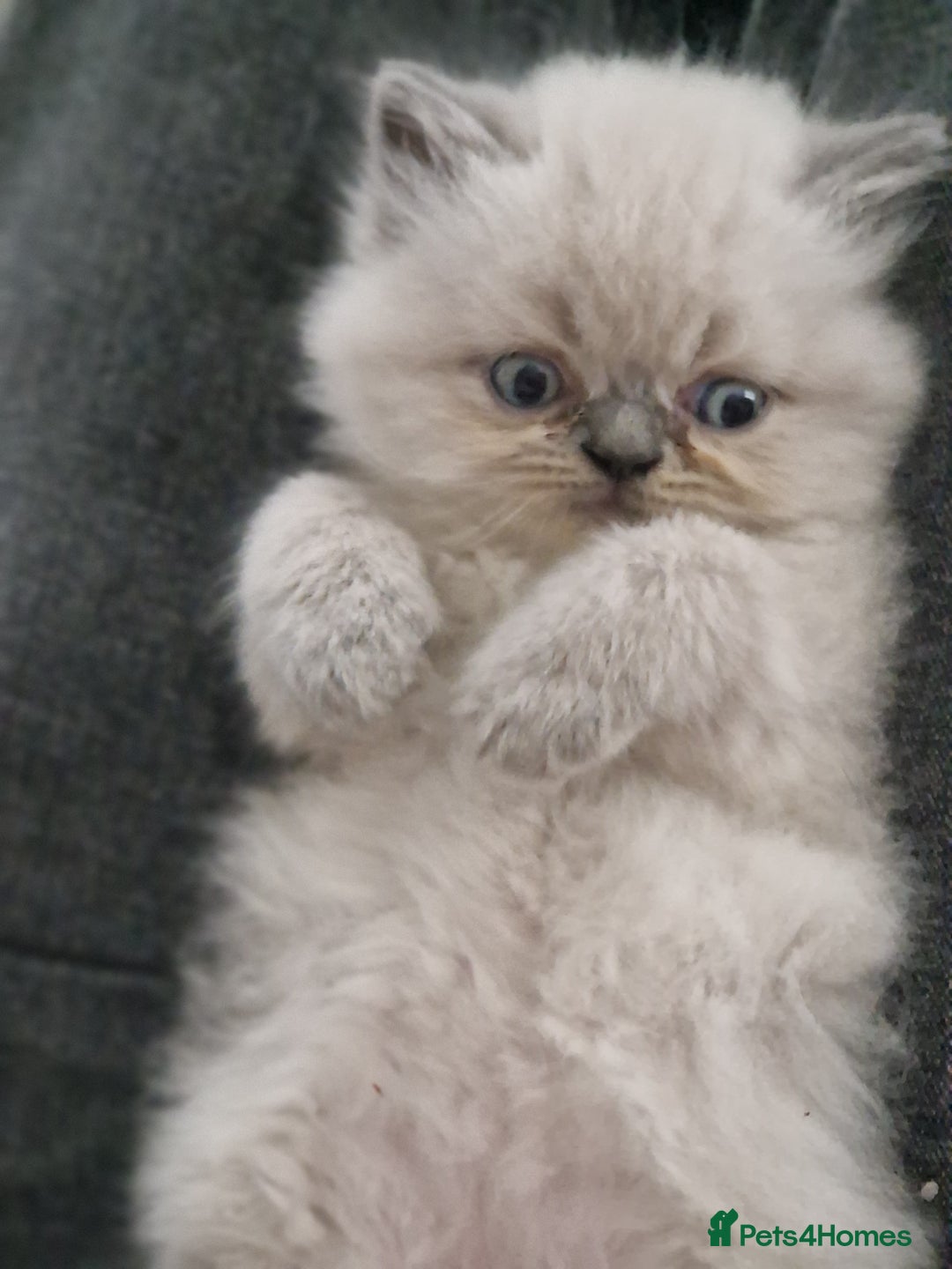 Exotic cats for sale: Colourpoint Exotic Short/Longhairs - Image 6